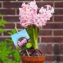 Hyacint Fondant op pot - BIO