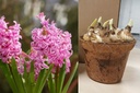 Potted Hyacinth Fondant - ORG