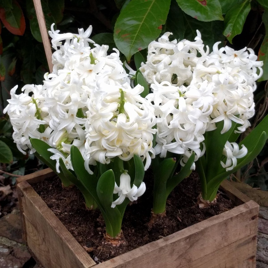 Potted Hyacinth White Pearl - ORG