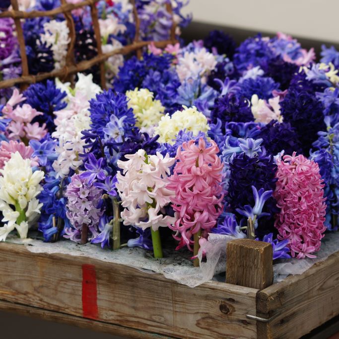 Hyacinthus Mix - ORG