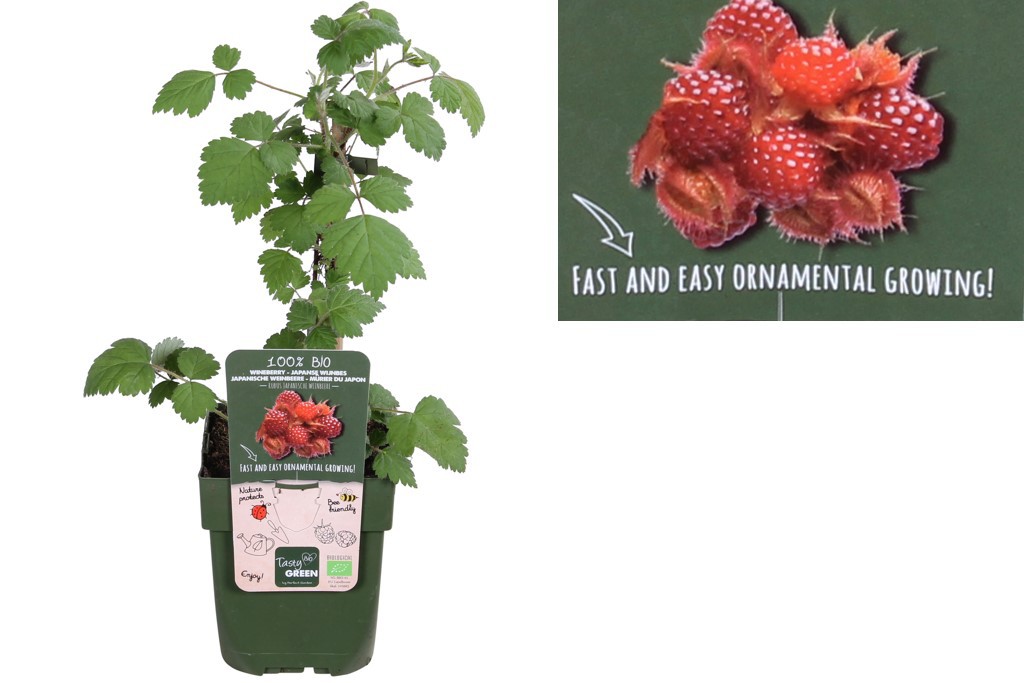 Japanese wineberry bush - ORG