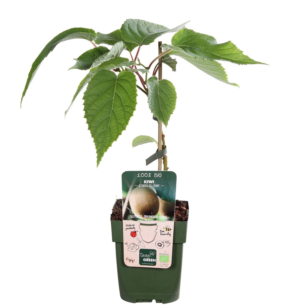 Kiwi Jenny Struik - BIO