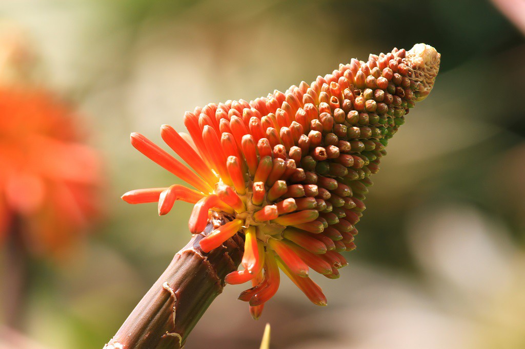 Kniphofia uvaria - BIO