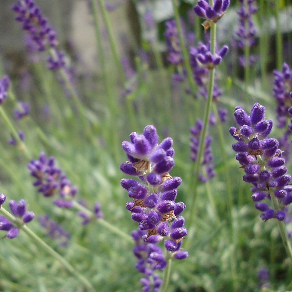 English lavender - Lavandula angustifolia Hidcote - ORG