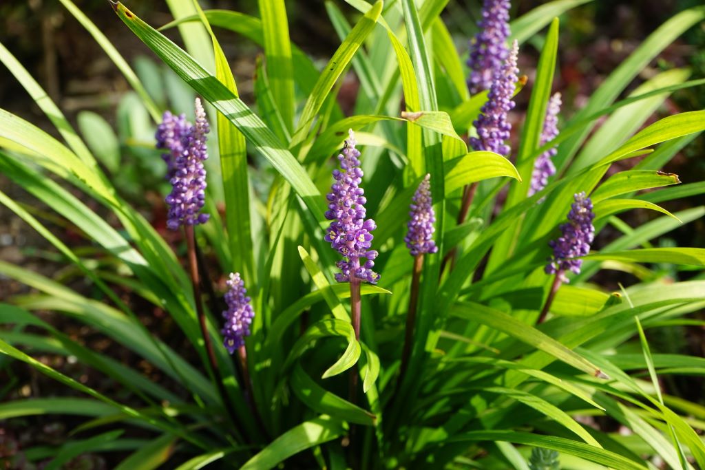 Liriope muscari Big Blue - ORG