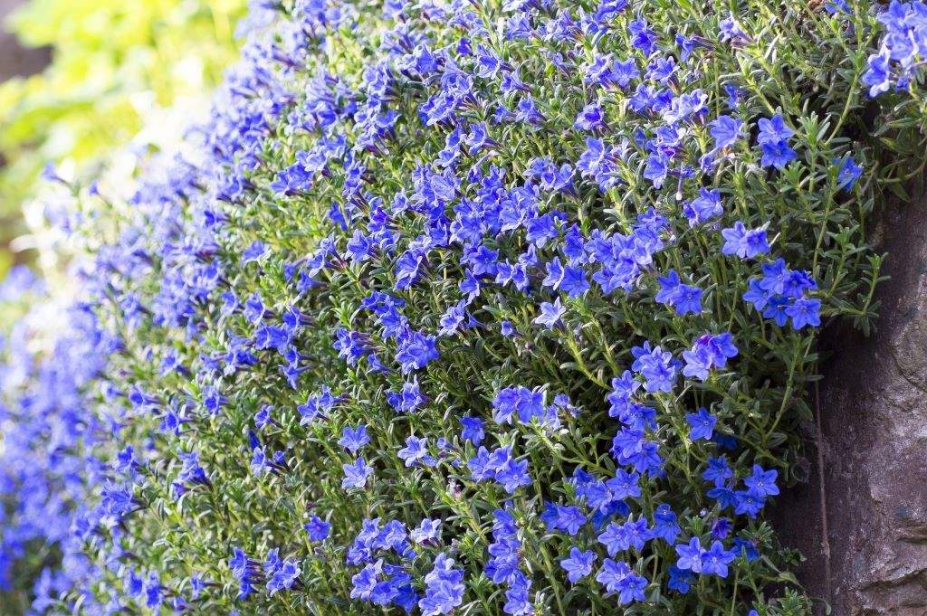 Lithodora Heavenly Blue - ORG