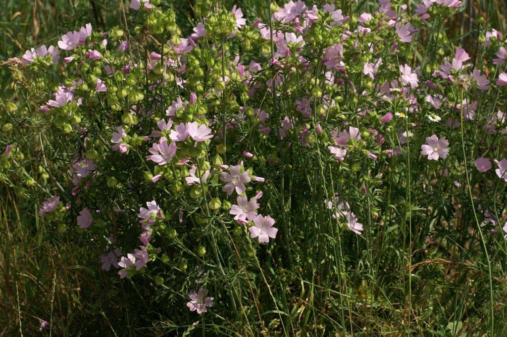 Malva Moschata Alba - BIO