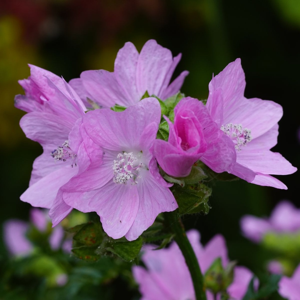 Malva Moschata - ORG