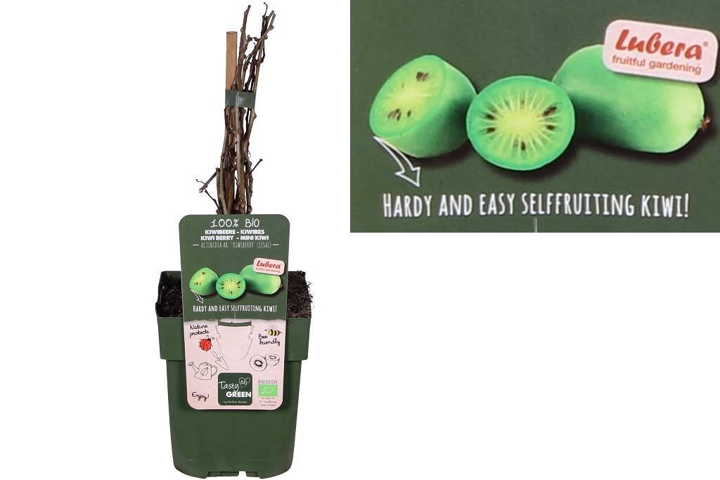 Mini kiwi bush - ORG