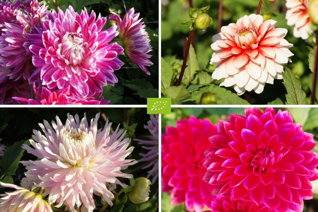 Mødre Opskrift Dahlia Mix Rød- Lyserød 4 ST - BIO