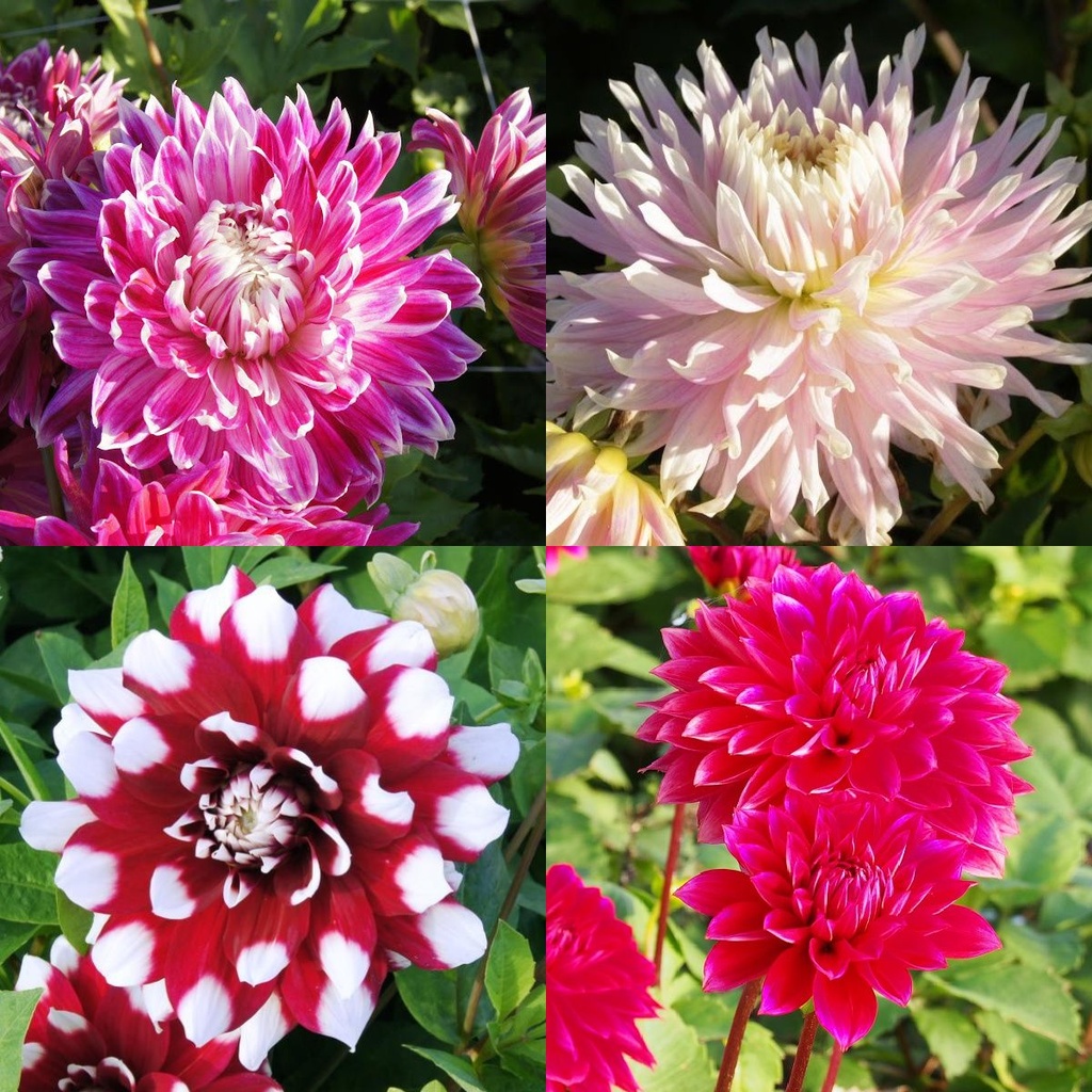 Mødre Opskrift Dahlia Mix Rød- Lyserød 4 ST v2 - BIO