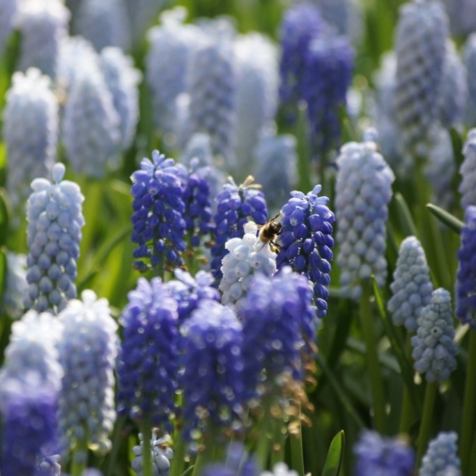 Muscari Blanding Blå-Hvid v2 - BIO