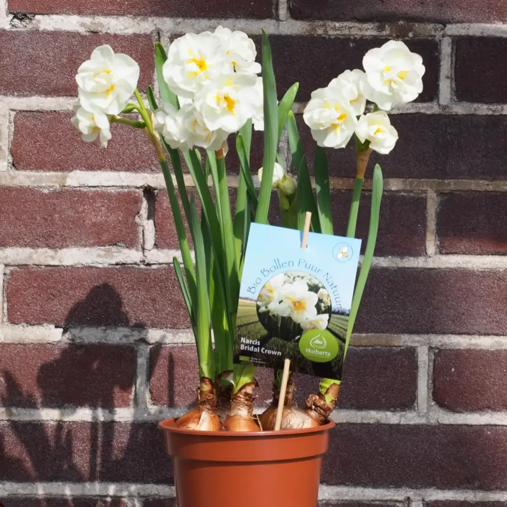 Jonquille Bridal Crown en Pot - BIO