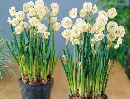 Potted Daffodil Bridal Crown - ORG