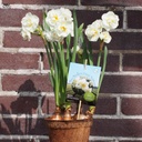 Narcis Bridal Crown op pot - BIO