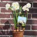 Potted Daffodil Bridal Crown - BIO