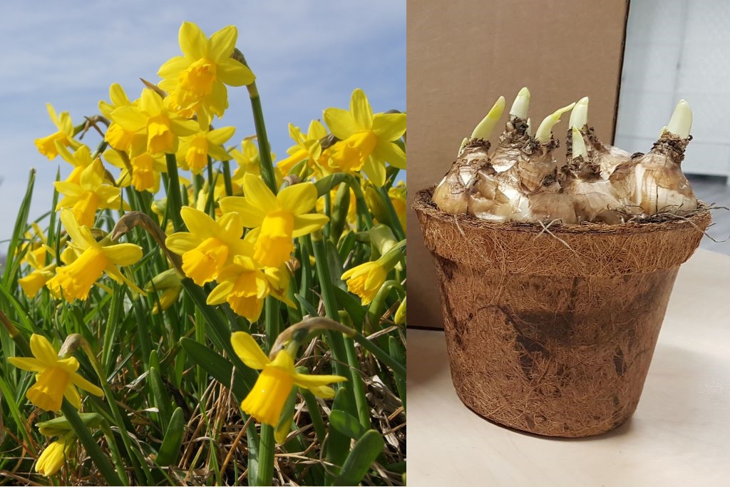 Potted Daffodil Tete-a-Tete - ORG