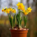 Narcissus Tete-a-Tete i Krukke - BIO