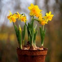 Potted Daffodil Tete-a-Tete - BIO