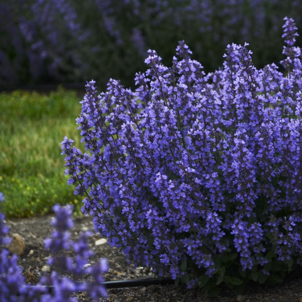 Nepeta Cats Pyjamas - ORG