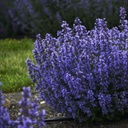 Nepeta Cats Pyjamas - ORG