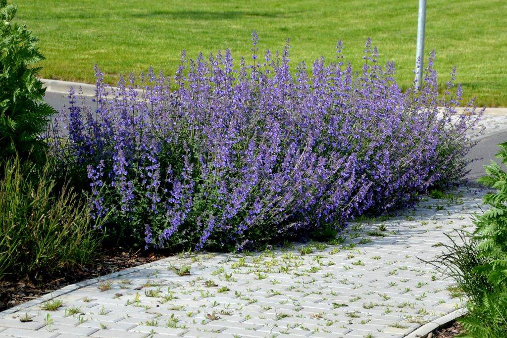 Kantnepeta - Nepeta Walkers Low - BIO