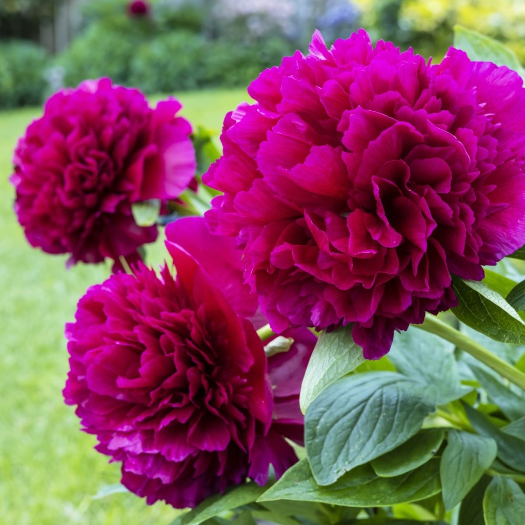 Paeonia Karl Rosenfield - BIO