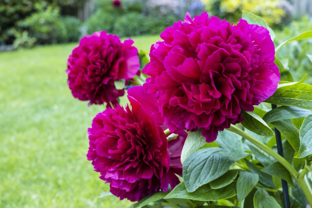 Paeonia Karl Rosenfield - ORG