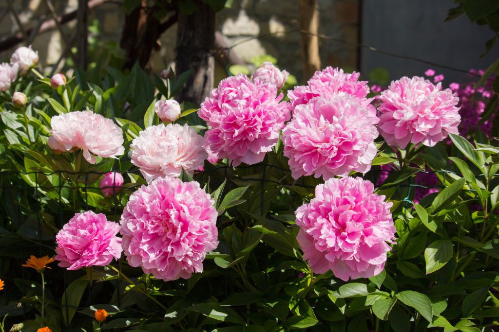 Paeonia Sarah Bernhard - ORG