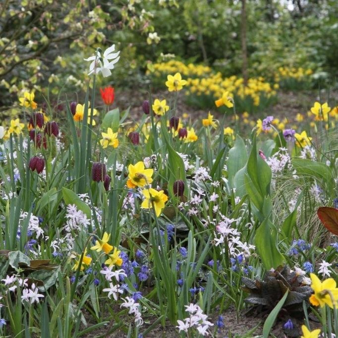 Pakket Bloemenpark Mix - BIO