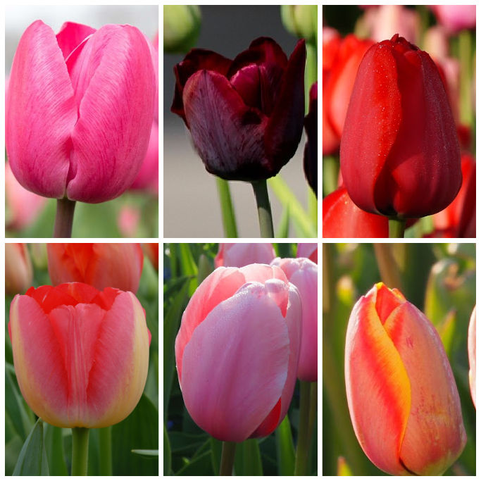 Collection Tall Tulips - ORG