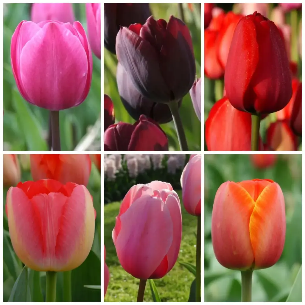 Paket Lange Tulpen - BIO