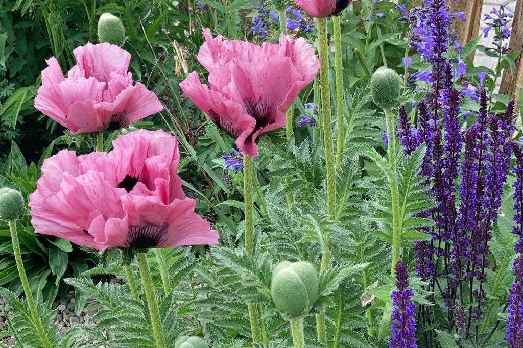 Papaver Orientale Pink Perfection - BIO