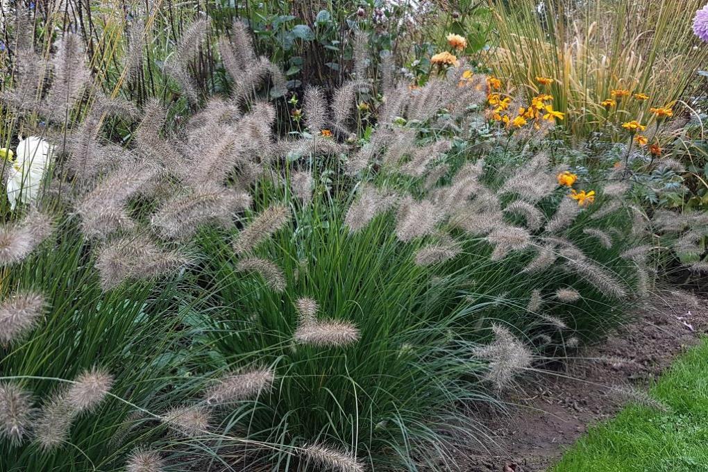 Pennisetum Alopecuroides Hameln - BIO