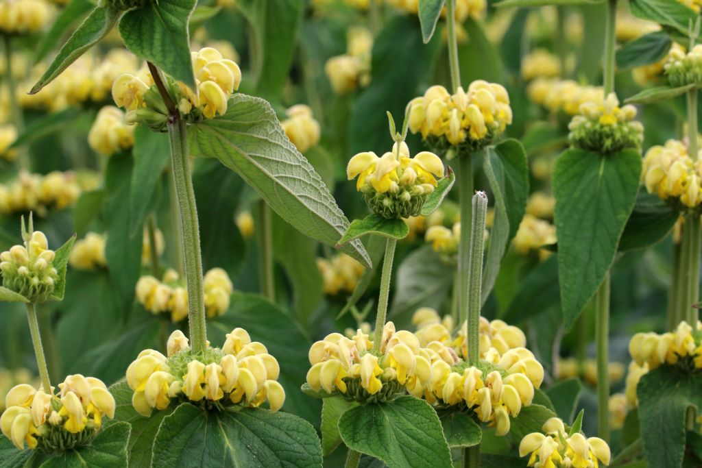 Phlomis Russeliana - ORG