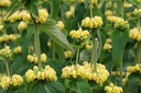 Phlomis Russeliana - BIO