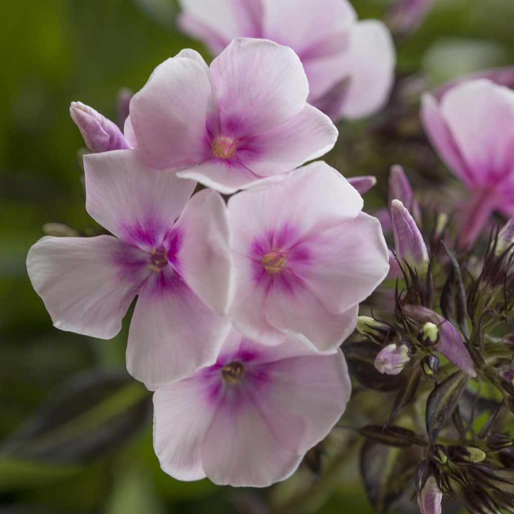 Phlox pan. Charlotte - BIO