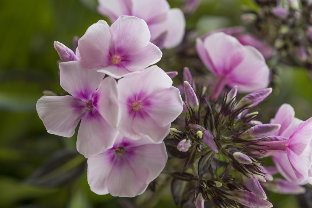 Phlox pan. Charlotte - BIO