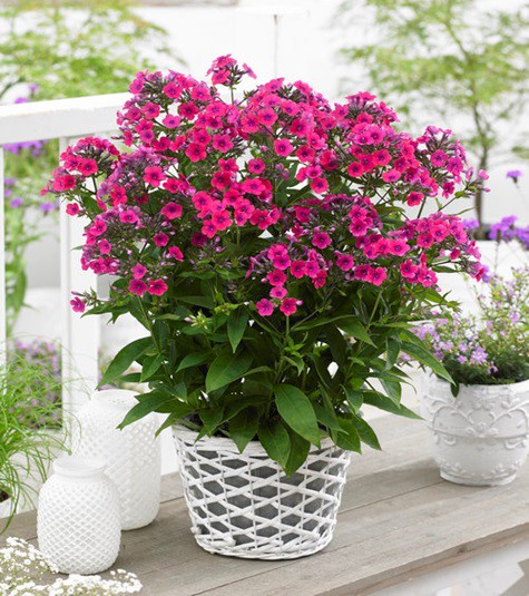 Phlox pan. Famous Cerise - BIO