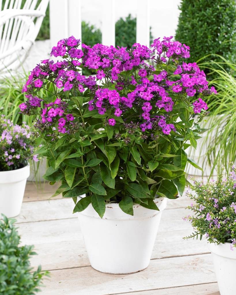 Phlox pan. Famous Purple - BIO