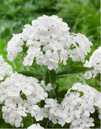 Phlox pan. Famous White - ORG