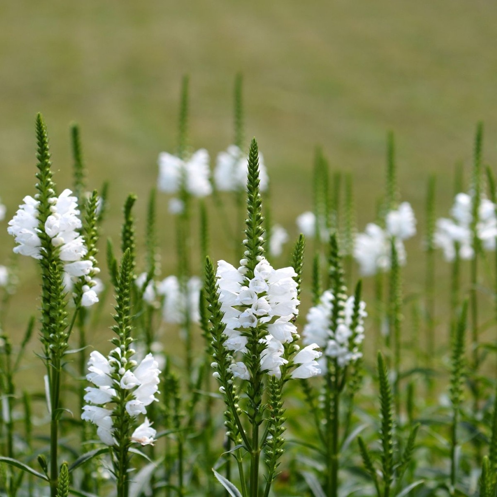 Physostegia vir. Alba - BIO