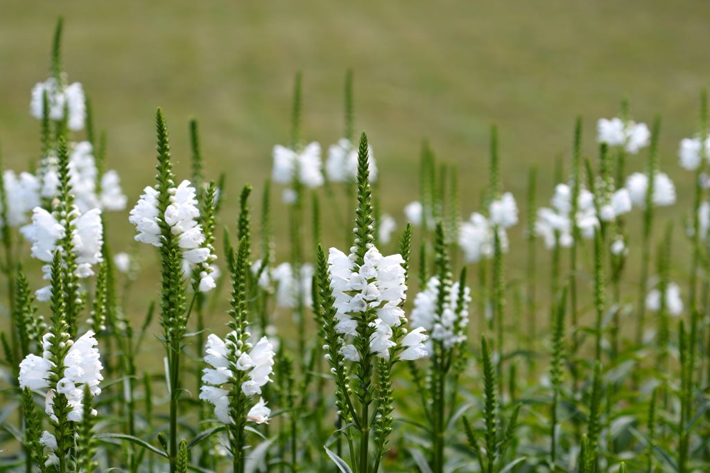 Physostegia vir. Alba - BIO