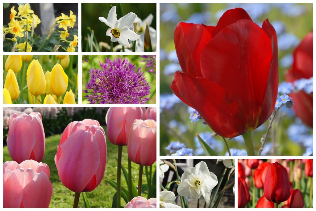 Cutflower Garden 300 bulbs - BIO