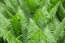 Polystichum set. Herrenhausen - ORG