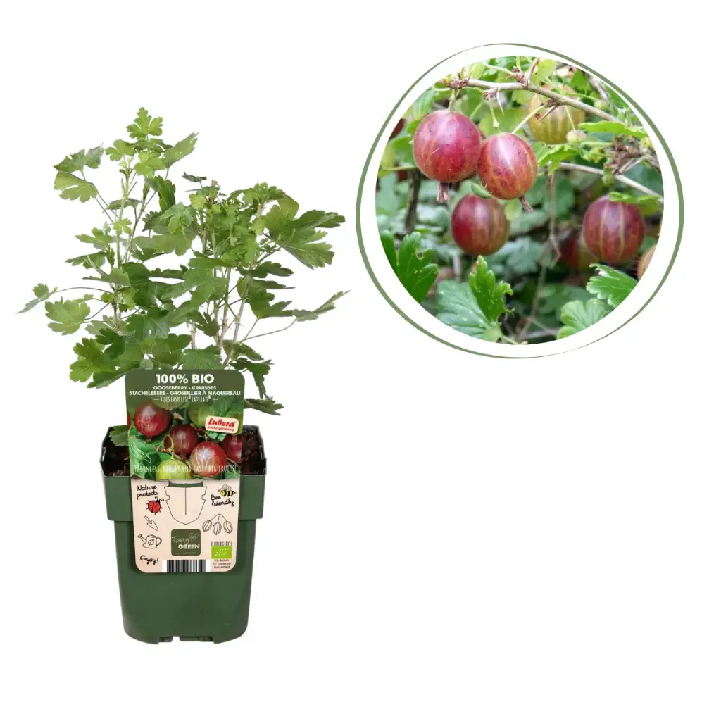 Red gooseberry bush  - ORG