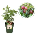 Rode Kruisbes Struik - BIO