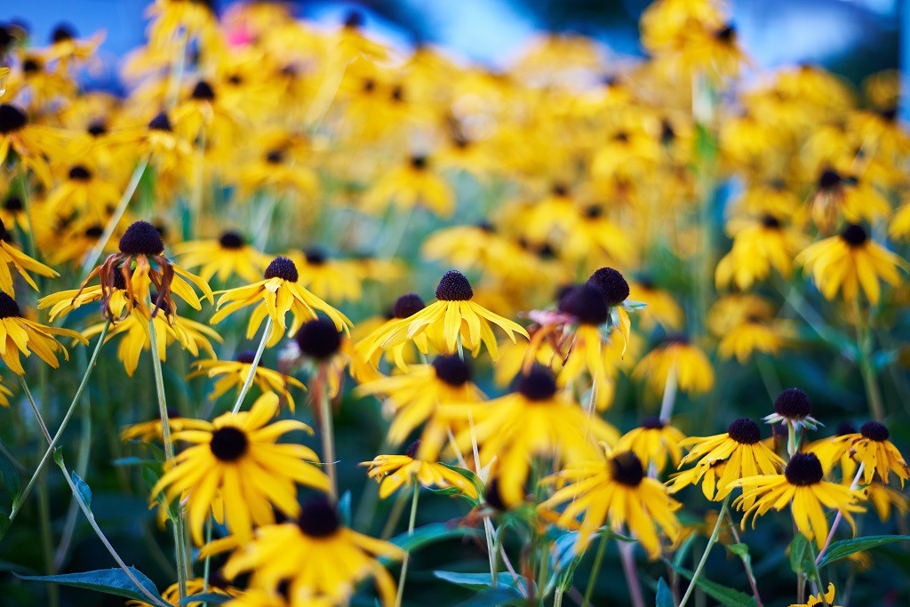 Rudbeckia Goldsturm - ORG