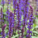 Salvia Caradonna - BIO