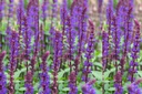 Salvia Caradonna - ORG